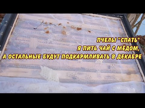 Видео: пчелы спать я пить чай с мёдом а остальные будут подкармливать в декабре
