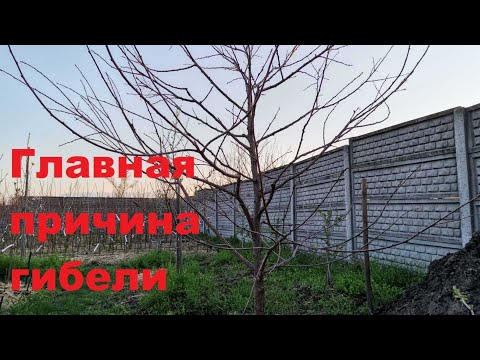 Видео: Почему умирают плодовые деревья. Часть 2