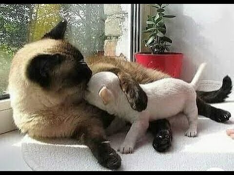 Видео: 😺 Мамина радость! 🐈 Видео смешных котов и котят для хорошего настроения! 😻