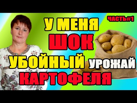 Видео: Убойный урожай картофеля. Часть 1. Как выкопать картофель без лопаты.