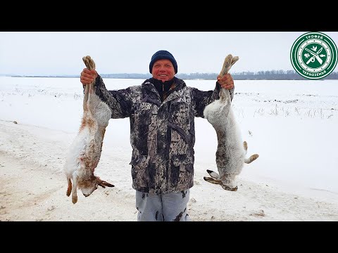 Видео: ТРИ ЗАЙЦА С ОДНОЙ ЛЕЖКИ ! ВОТ ТАК УДАЧА ! Охота на зайца 2023