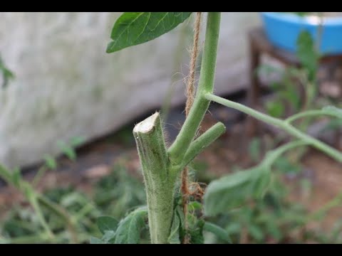 Видео: Опыт с пасынками томатов.