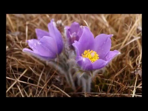 Видео: Ньургуhуннар.Подснежники.