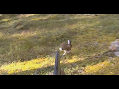 Видео: Охота на зайца 28.09.2025. Несётся на "меткого" стрелка, чуть с ног не сбил.