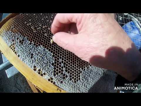 Видео: Проверяю наличие клеща в расплоде слетевших семей.