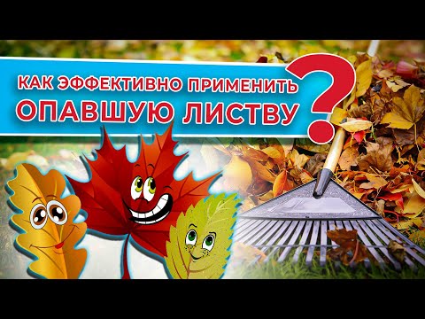 Видео: Опавшая листва - дар для огородников! Как эффективно применить опавшую листву🍂