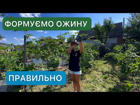 Видео: Уход за ежевикой после сбора урожая. Обрезка и подкормка.