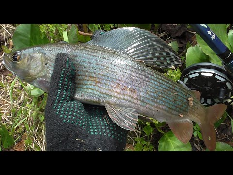 Видео: 10дней в глухой тайге Хакасии. (grayling fishing in the wild Siberian forest. wildlife)