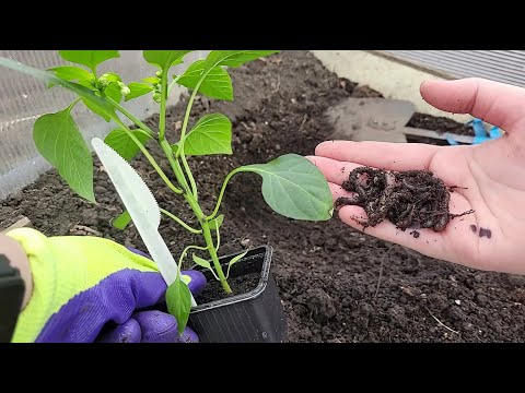 Видео: Киньте это в лунку при посадке ПЕРЦЕВ и они сразу пойдут в рост и будет море урожая не будут болеть!