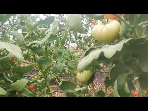 Видео: 🍅 Защо трябва да прекършим върха на домата? (След 5-та китка) + Рецепта с чесън и сода