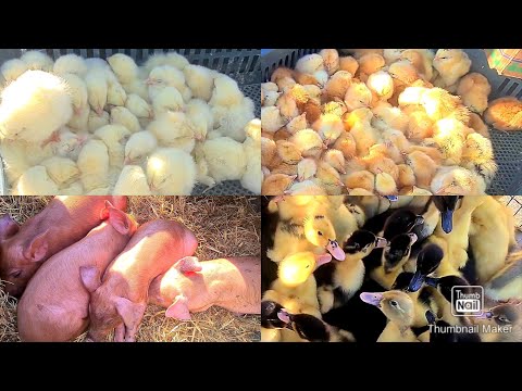 Видео: Птичий рынок!/Цыплята, утята, куры/Цены...