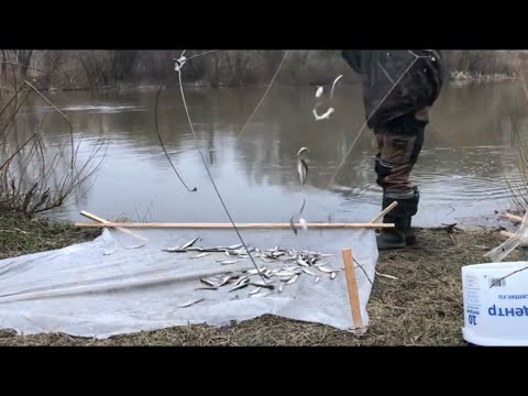 Видео: Корюшка на паук за полчасика на сковородочку.  Калининградская обл