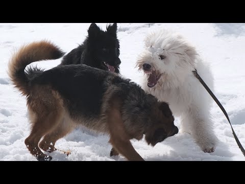 Видео: Дрессировка собак. Ротвейлер, Немецкая овчарка, Южнорусская овчарка. Первое занятие в группе.