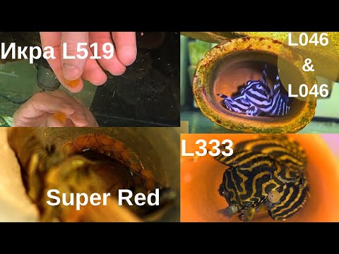 Видео: Нерест Ancistrus Super Red. Нерест L333. Нерест L519. И немного L046 в конце)