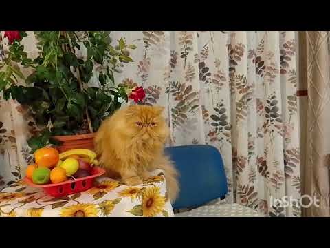 Видео: ІГРАШКИ СОБІ ЗНАЙШОВ БОНЯ.