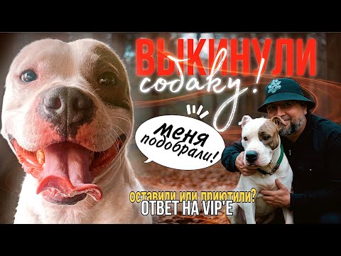 Видео: СОБАКА СБЕЖАЛА…СТАФФ…ПОДОБРАЛИ  И ПРИЮТИЛИ…В КАКОМ СОСТОЯНИИ ПЕС…ЧТО ДЕЛАТЬ⁉️КАК БЫТЬ⁉️КОМУ НУЖЕН⁉️