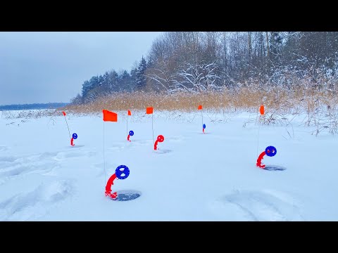 Видео: Щука не давала скучать. Зимняя рыбалка на жерлицы.  Зимний лес 🌳#зимняяловлярыбы #fishing #природа