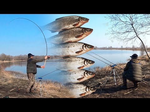 Видео: Фидерная рыбалка на Вимбу она же (Рыбец, Сырть) | Как и на что клюет Вимба | Vimbu cope Lielupē