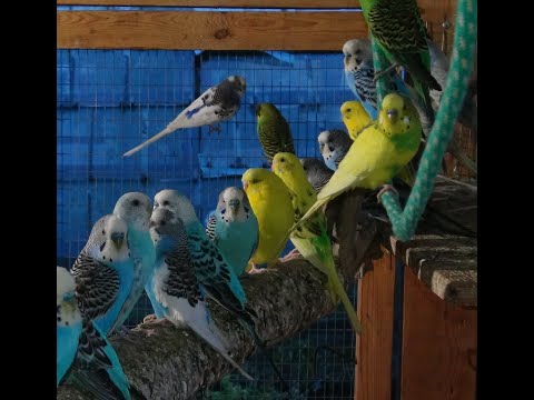 Видео: Волнистые попугаи.
