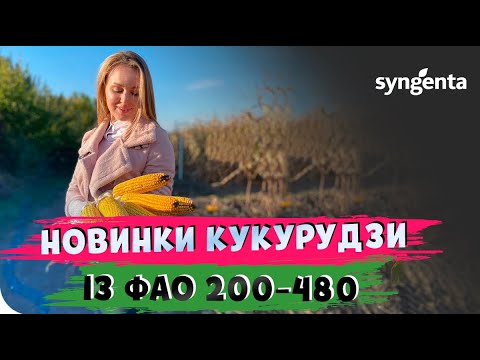 Видео: 💥 НОВИНКИ КУКУРУДЗИ 2021💥. ПІДБИРАЄМО ГІБРИДИ НА НАСТУПНИЙ СЕЗОН #ТопАгрополів