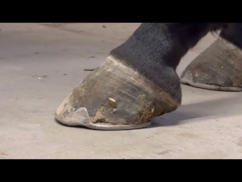 Видео: Урок по ковке с отрицательным углом подошвы