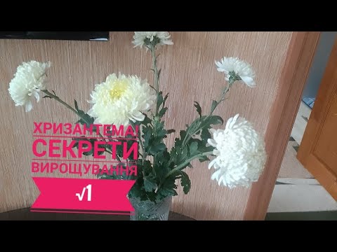 Видео: Вирощування та розмноження хризантеми #@dobrenno