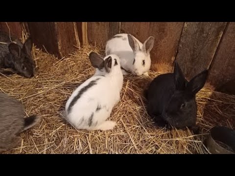 Видео: Как вылечить кроликов от ушного клеща - Эффективные методы