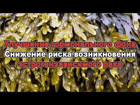 Видео: Фукус пузырчатый — суперфуд, о котором вы не знали!