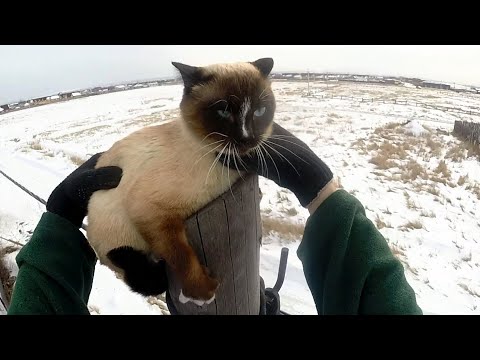 Видео: Тайский Пойнт... Миша