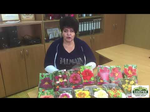 Видео: Лилейники: обзор сортов, посадка и уход