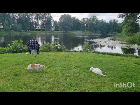Видео: Ulbrokas ezers #Озеро  Улброка#природа #кошки🐈