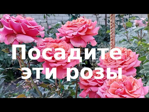 Видео: Розы. Эти сорта я рекомендую вам.