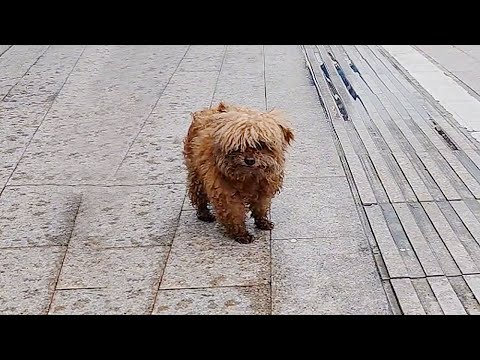 Видео: Брошенный щенок бежал по дороге, машины гудели, но после спасения стал прекрасным домашним питомцем