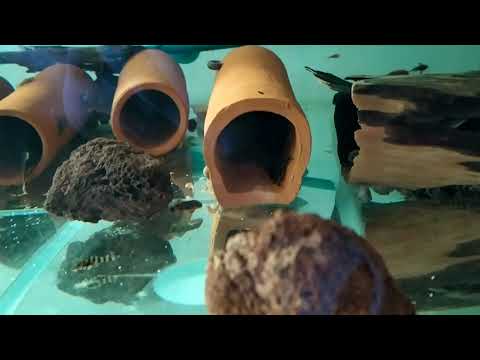 Видео: Разведение номерных сомов L397(Panaqolus sp.)  часть1