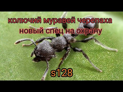 Видео: the ants underground kingdom колючий муравей черепаха спец муравей на охрану