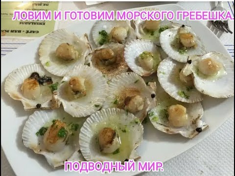 Видео: гребешок морской. Ловля гребешка в приморье. Жизнь в приморье. Как ловить гребешка.