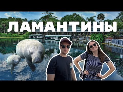 Видео: Флорида: В поисках ламантинов и дорога без конца 🚗🧜‍♀️