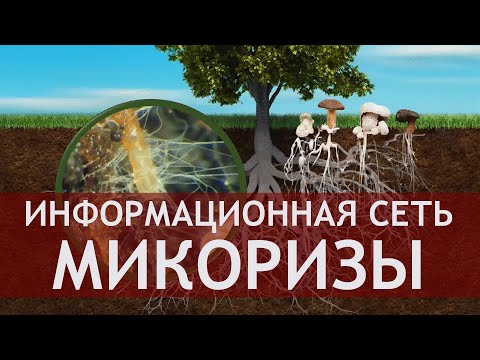 Видео: Кормилица микориза – проводник природных богатств и невидимый защитник