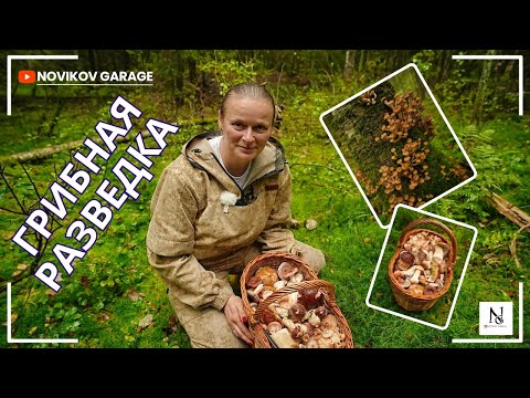 Видео: Грибная разведка 04 сентября 2025. Всеволожский район.
