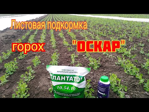 Видео: Первая листовая подкормка гороха и ручная прополка. Горох Оскар под агроволокном. Плантатор.