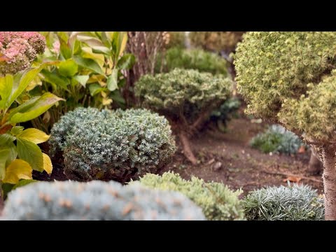 Видео: В ПОИСКЕ ФОРМЫ! МОЖЖЕВЕЛЬНИКИ:DREAM JOY,BLUE STAR, ЕЛЬ:NIDIFORMIS, ПИХТА:NANA, СОСНА, ТУЯ:BOWLING..