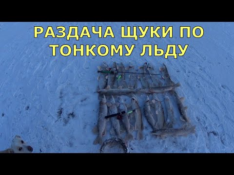 Видео: Раздача щуки по тонкому льду. На рыбалку всей семьёй.