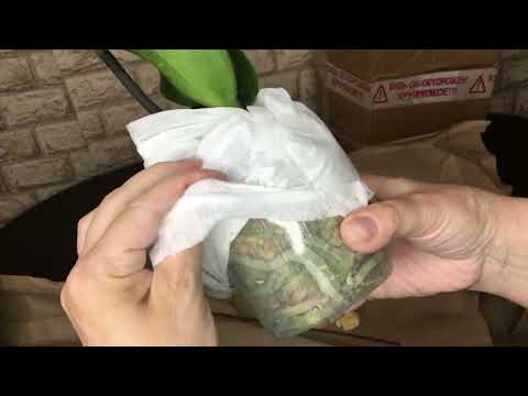 Видео: #4  Обзор двух посылок с орхидеями от разных продавцов.