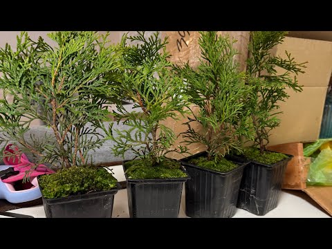 Видео: Делаю «отмостку» и клумбу с первоцветами / Варенье из фейхоа / Жизнь в деревне / Туи и Гортензии 