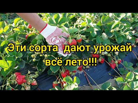 Видео: КЛУБНИКА-ЛУЧШИЕ СОРТА И НОВИНКИ!!!