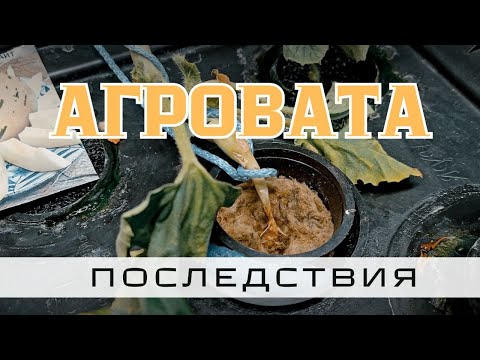 Видео: Субстрат аэропоника. Последствия