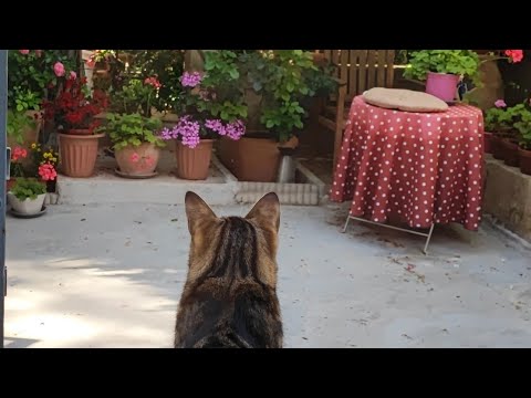 Видео: Влог 28 мая 2022 /Котики и Цветочки  Огород.Поболтаем...