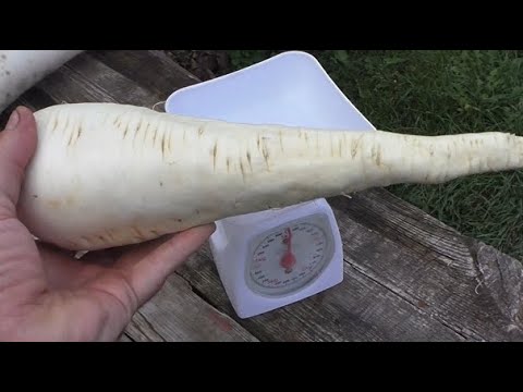 Видео: Как я выращиваю пастернак