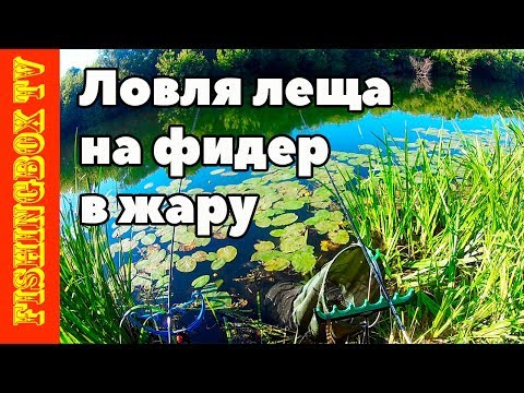 Видео: Ловля леща  на фидер в жару летом. Рыбалка на реке Дон