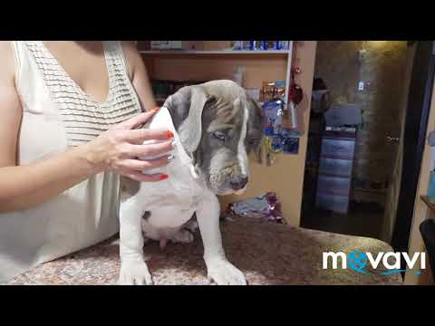 Видео: Почему мы больше не будем купировать уши до отправки щенков